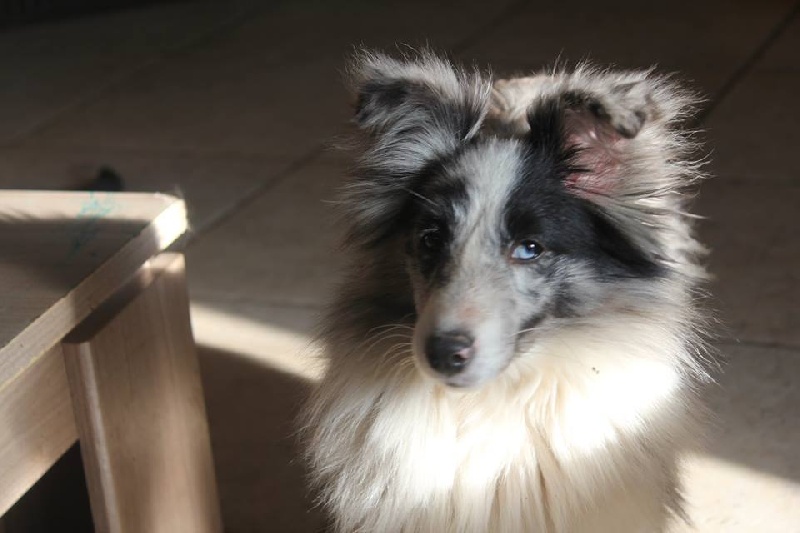 Jenny bleue Des Shelties De La Rose