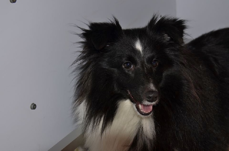 Joyce noire Des Shelties De La Rose