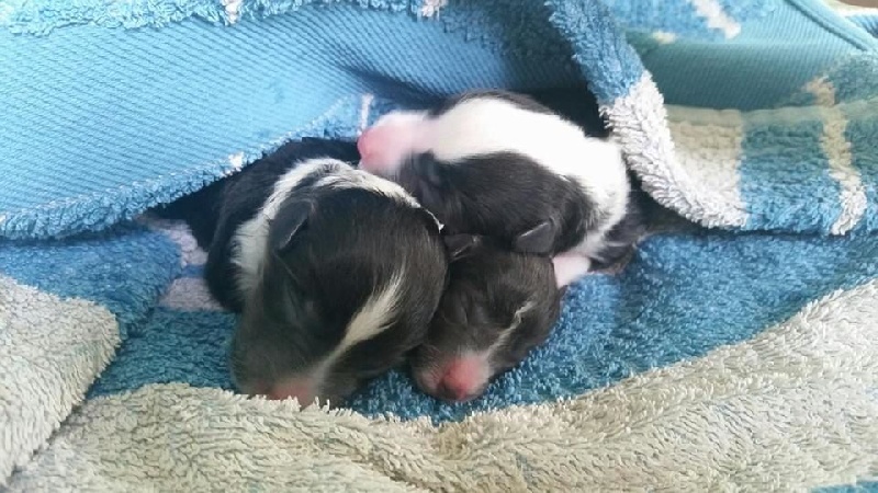 Des Gardiens Du Flot Bleu - Shetland Sheepdog - Portée née le 22/07/2015