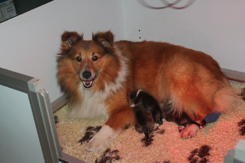 Des Gardiens Du Flot Bleu - Shetland Sheepdog - Portée née le 25/04/2015