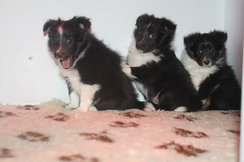 Des Gardiens Du Flot Bleu - Shetland Sheepdog - Portée née le 31/12/2014