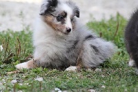 Des Gardiens Du Flot Bleu - Shetland Sheepdog - Portée née le 27/07/2014