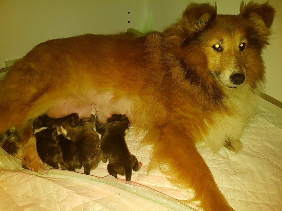 Des Gardiens Du Flot Bleu - Shetland Sheepdog - Portée née le 21/02/2017