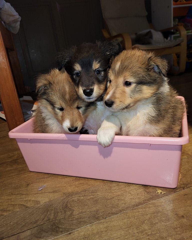 Des Gardiens Du Flot Bleu - Shetland Sheepdog - Portée née le 16/12/2023
