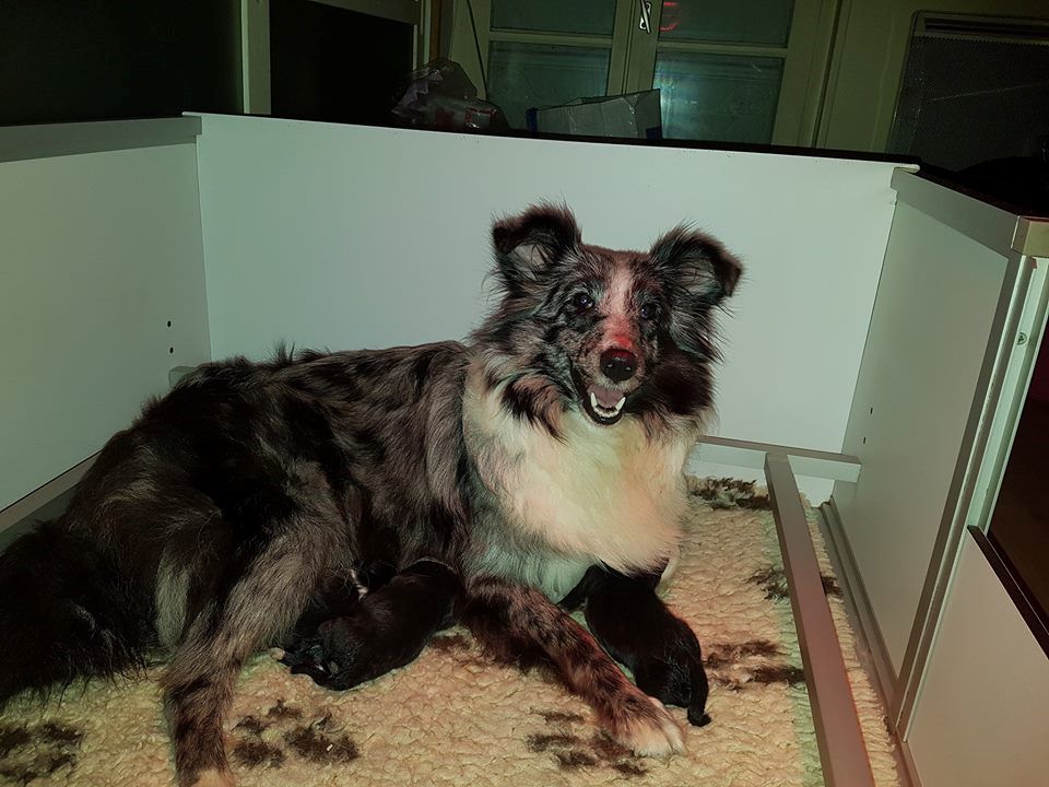 Des Gardiens Du Flot Bleu - Shetland Sheepdog - Portée née le 08/09/2017