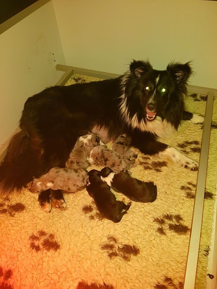 Des Gardiens Du Flot Bleu - Shetland Sheepdog - Portée née le 17/02/2017